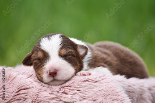 Newborn Australian Shepherd Aussie puppy sleeping on a soft fluffy wool blanket