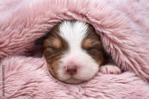 Newborn Australian Shepherd Aussie puppy sleeping on a soft fluffy wool blanket