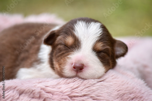 Newborn Australian Shepherd Aussie puppy sleeping on a soft fluffy wool blanket