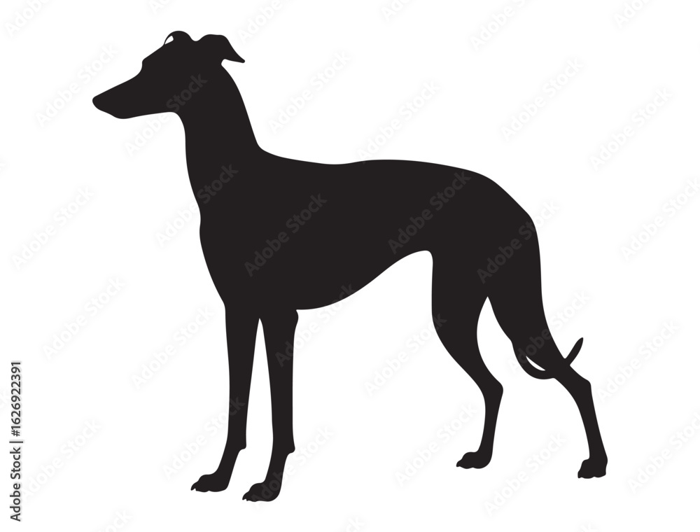 Obraz premium GREYHOUND DOG SILHOUETTE
