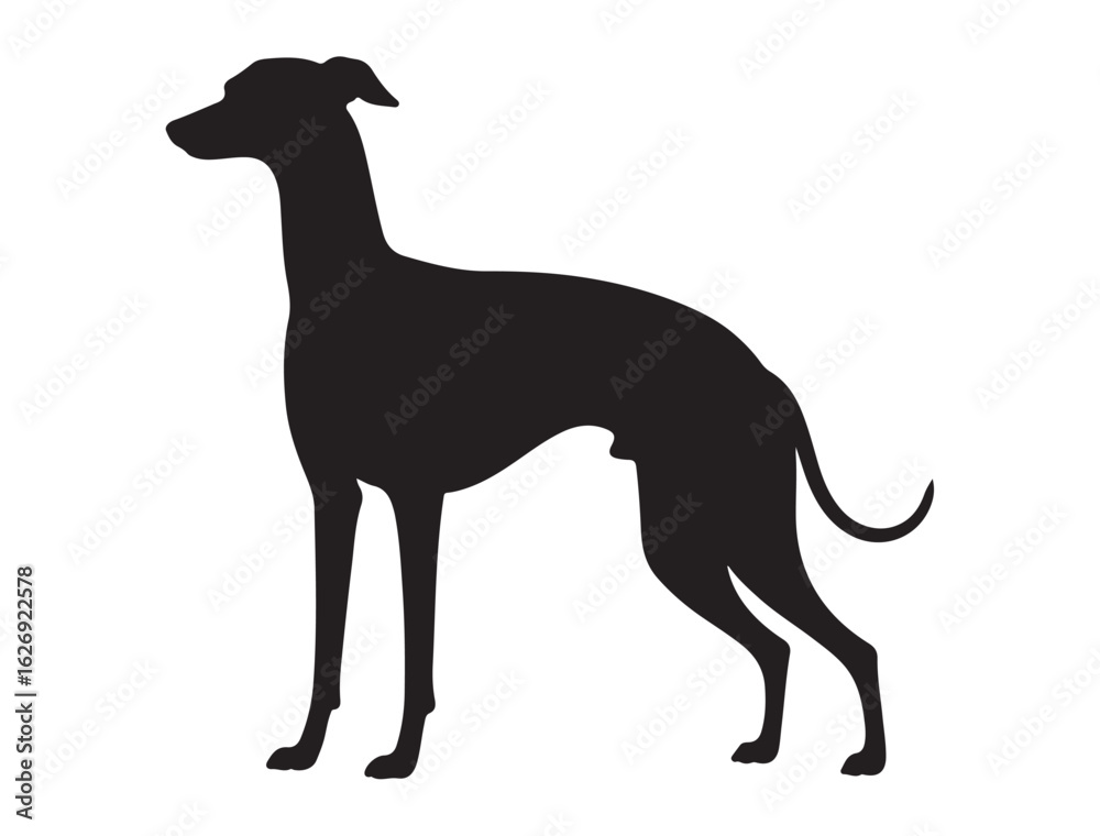 Obraz premium GREYHOUND DOG SILHOUETTE