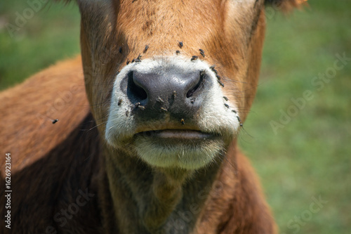 Foto Close up of a brown cow nose and muzzle covered with annoying flies in outdoor p