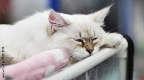 Purebred neva masquerade cat sleeping on soft blanket