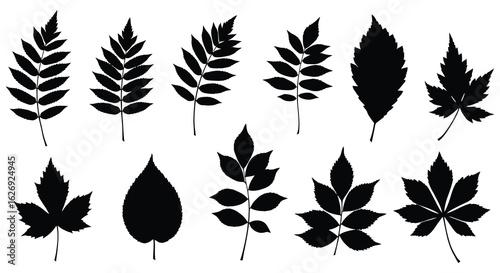 Set of black silhouettes of leaves on white background vector illustration