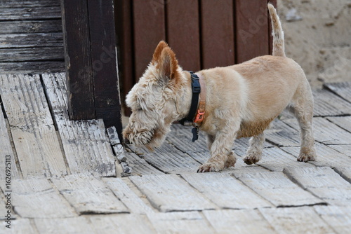 cachorro terrier castanho