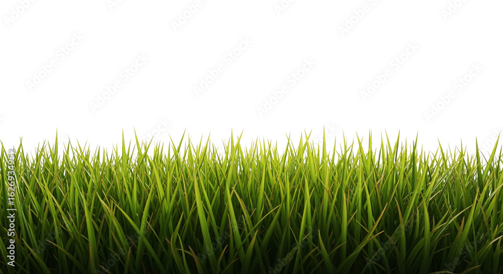 Obraz premium Vibrant Green Grass Against White Background isolated on transparent background
