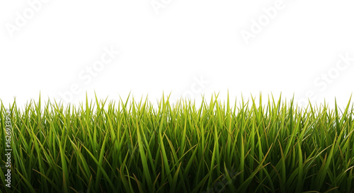 Vibrant Green Grass Against White Background isolated on transparent background