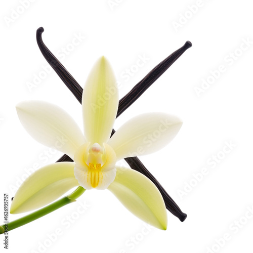 Vanilla Orchid and Bean isolated on transparent background