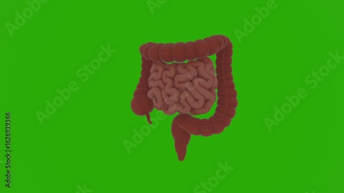3D realistic human intestines model with highly intricate anatomical structure, vivid and lifelike organ texture, dynamically rotating in a complete 360-degree spin on vibrant chroma key green screen,