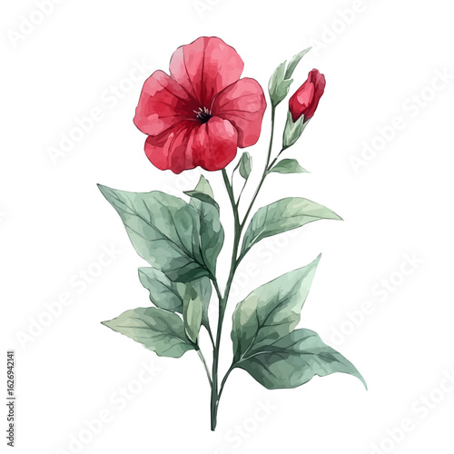 watercolor vector of Sweet Pea Flower, isolated on a white background.