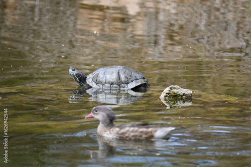 Foto Tartaruga cágado Chelidae e pato