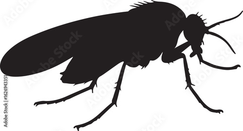 Gnat Silhouettes