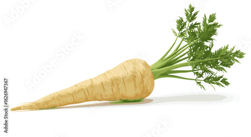 Fresh Parsnip with Green Foliage on White Background A Culinary Delight