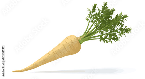 Fresh Parsnip Isolated on White Background A Nutritious Root Vegetable