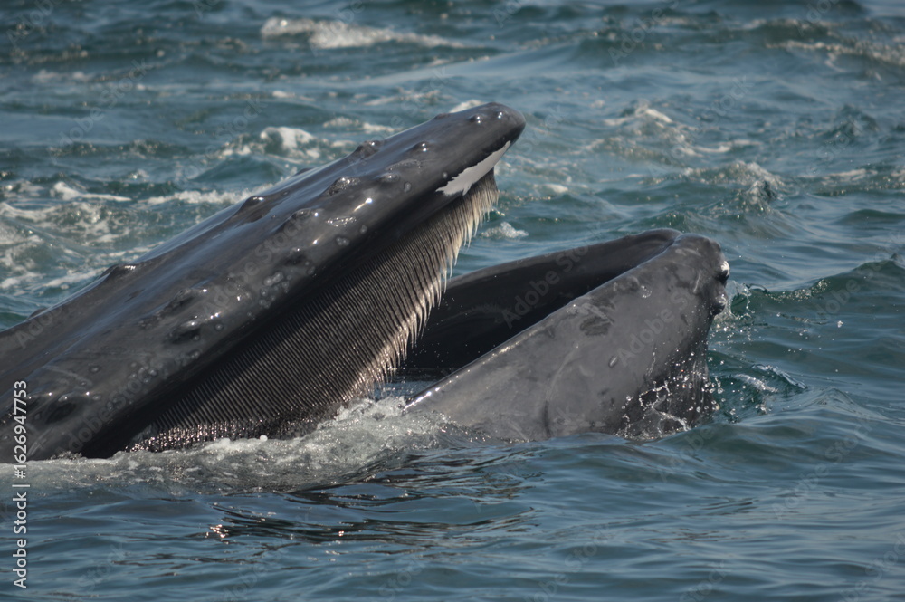 Fototapeta premium humpback whale showing off his baleen 