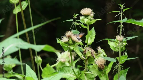 Taubenschwänzchen  (Macroglossum stellatarum)