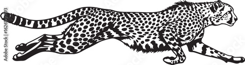 Running cheetah black and white illustration, wildlife art