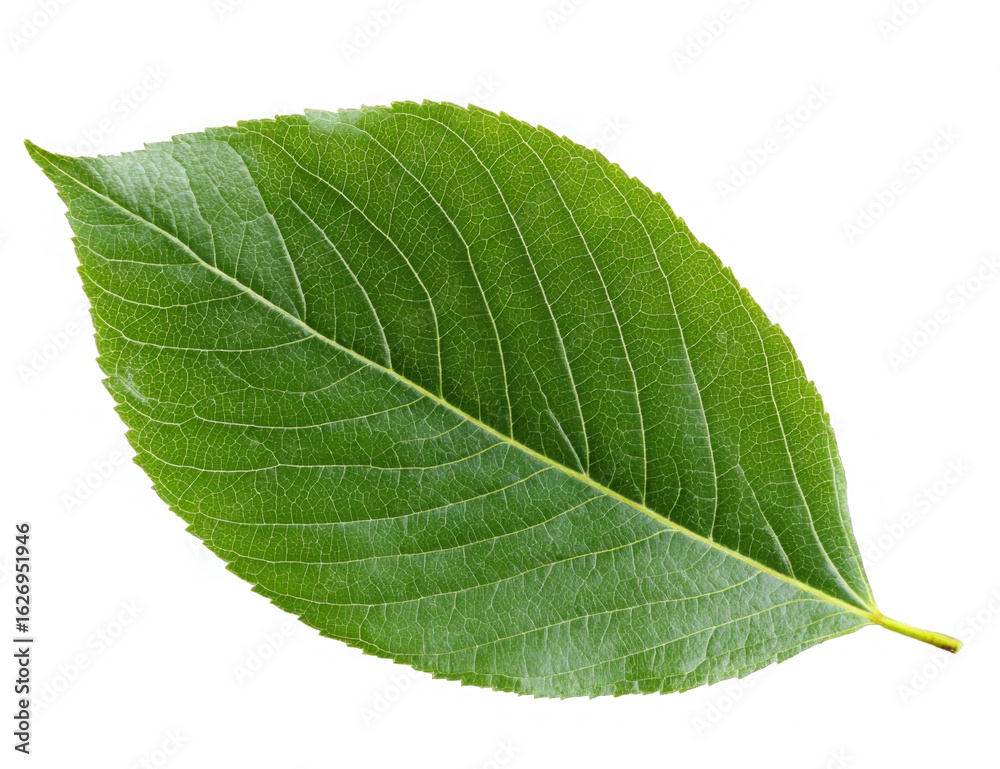 Obraz premium Isolated Green Leaf PNG: Natural Transparent Background Element 