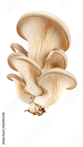 Oyster mushroom cluster growing on transparent background