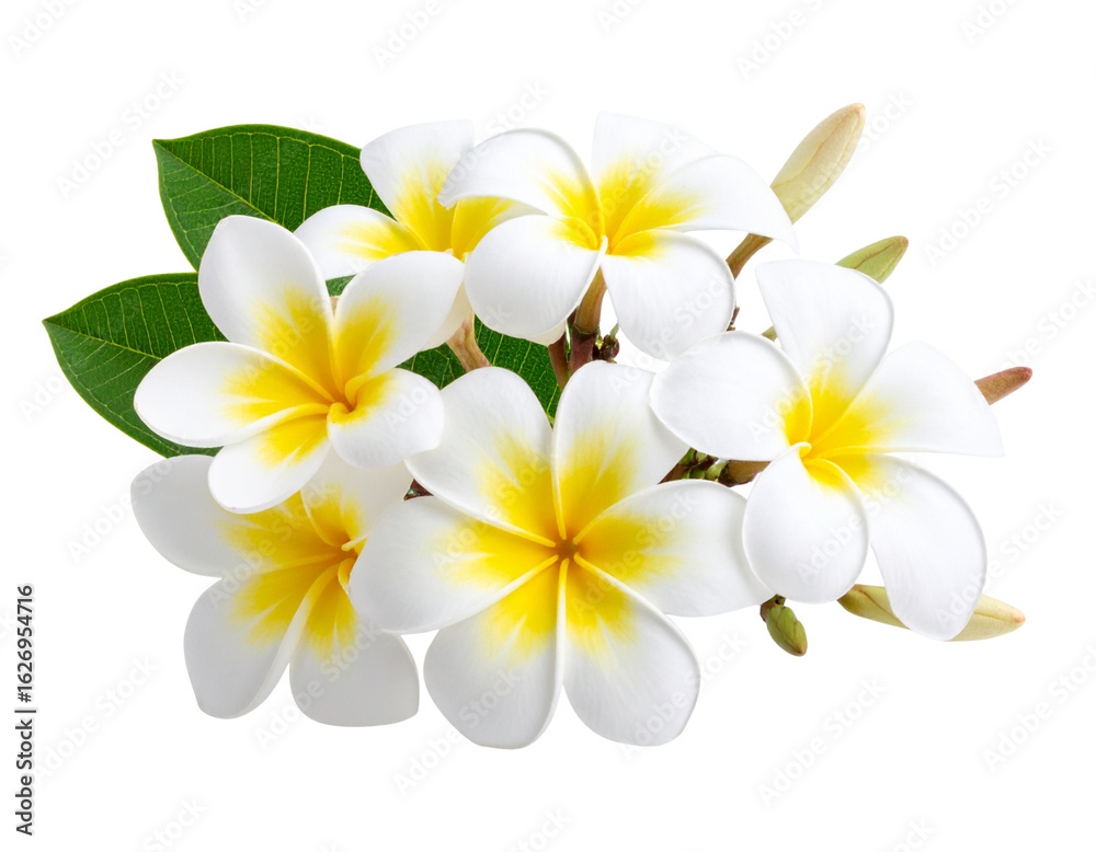 Naklejka premium Frangipani Branch with Multiple Blooms, Diagonal Composition, Stylized PNG 