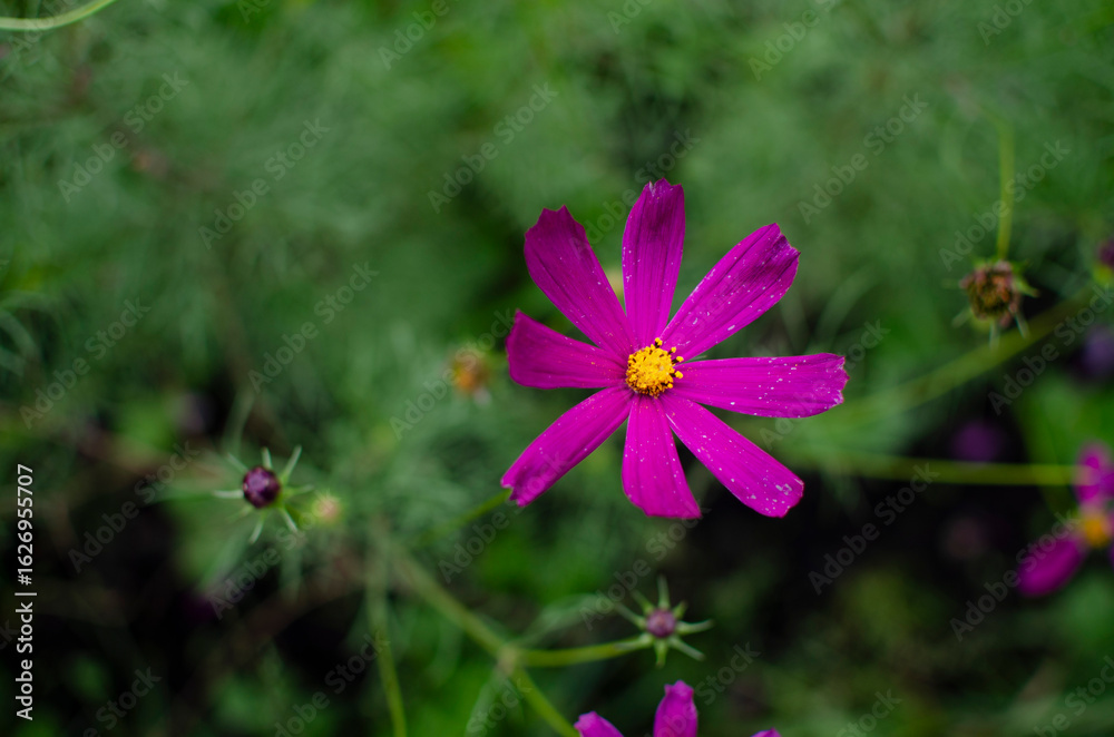 Fototapeta premium pink flower in the garden