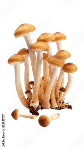 Cluster of nameko mushrooms growing on transparent background
