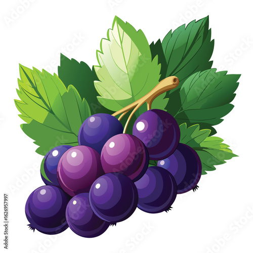 Illustration of a Bunch of Black Currants with Green Leaves on White