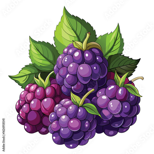 Illustration of fresh blackberries with leaves isolated on a white background