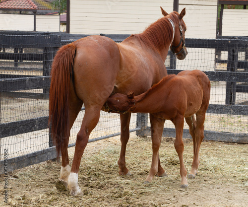 Thoroughbred foal nursing
