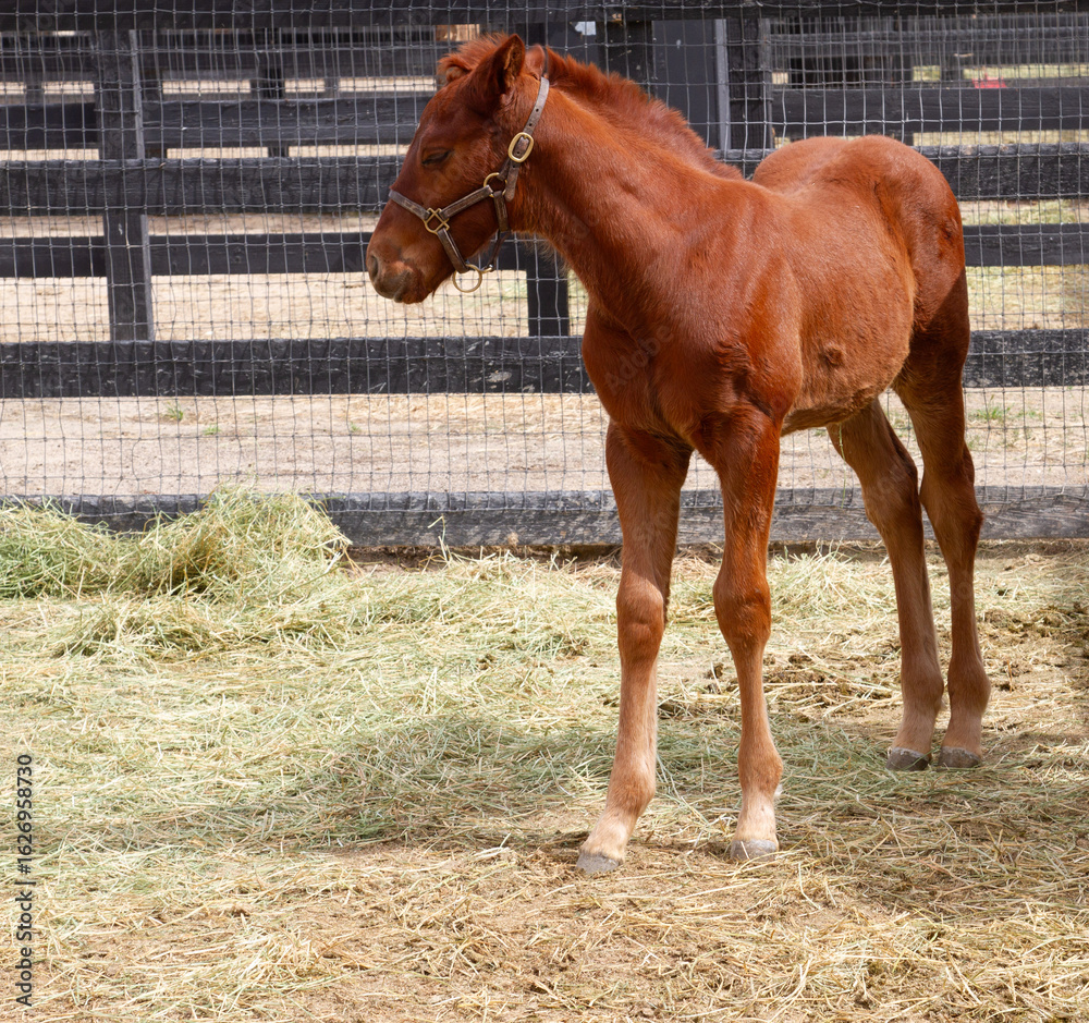 Fototapeta premium Thoroughbred Weanling