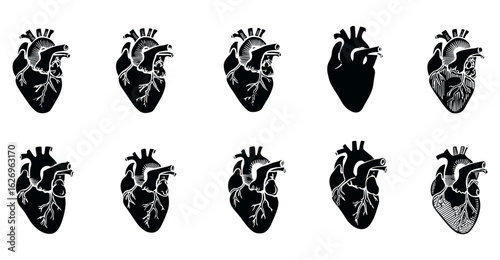 Silhouette vector icon set of anatomical human heart, cardiovascular system, heartbeat, cardiology, medical biology, organ illustration, health diagram, detailed anatomy, heart muscle study