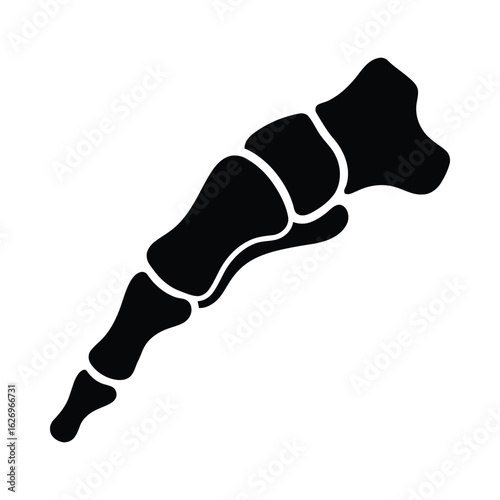 Black silhouette of a metatarsal bone anatomy
