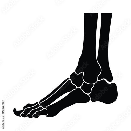 Human foot skeleton silhouette bone anatomy