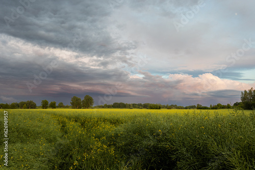Tableau sur toile Dramatic rural landscape featuring a blooming rapeseed field after rain, under a