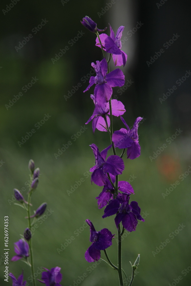 Obraz premium purple flowers in the garden