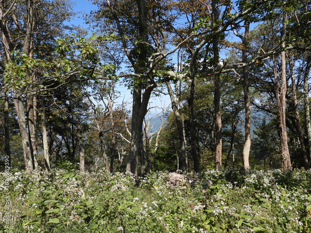 Fototapeta premium A beautiful forest scene, with deciduous trees and white snakeroot wildflowers. Shenandoah National Park, Blue Ridge, Appalachian mountains, Virginia.