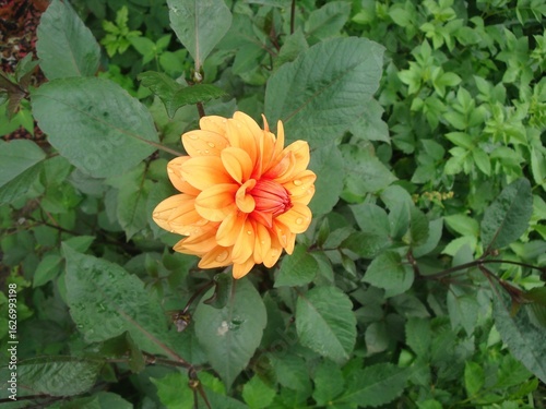 red dahlia flower