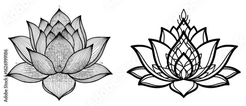 Vector art of two detailed ink sketch lotus flowers isolated on white background