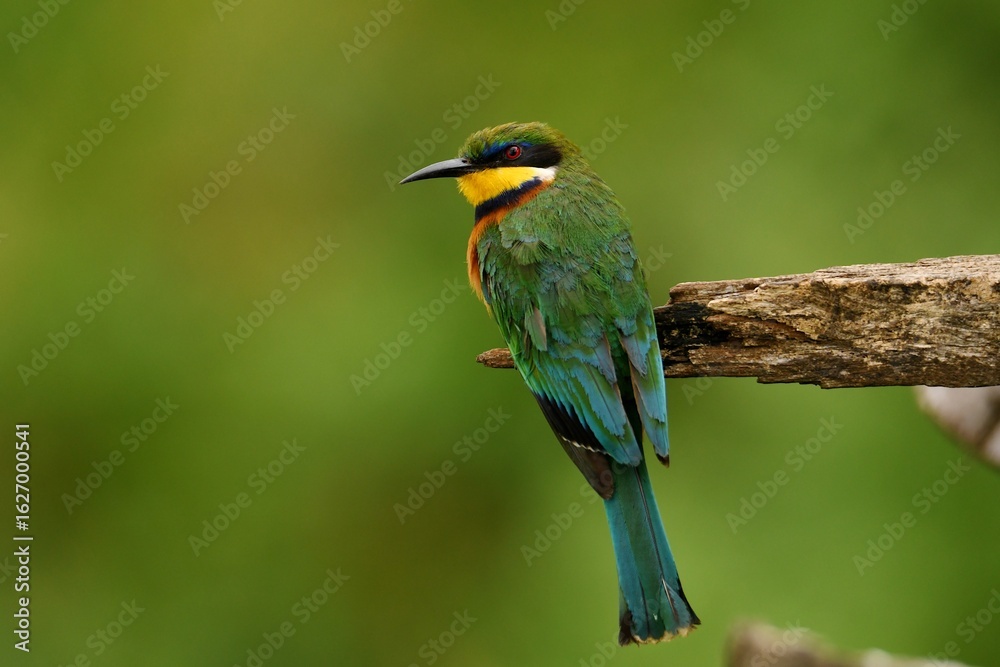 Obraz premium Cinnamon-chested bee-eater (Merops oreobates) at Jambo Scenic View, Rift Valley, Kenya.