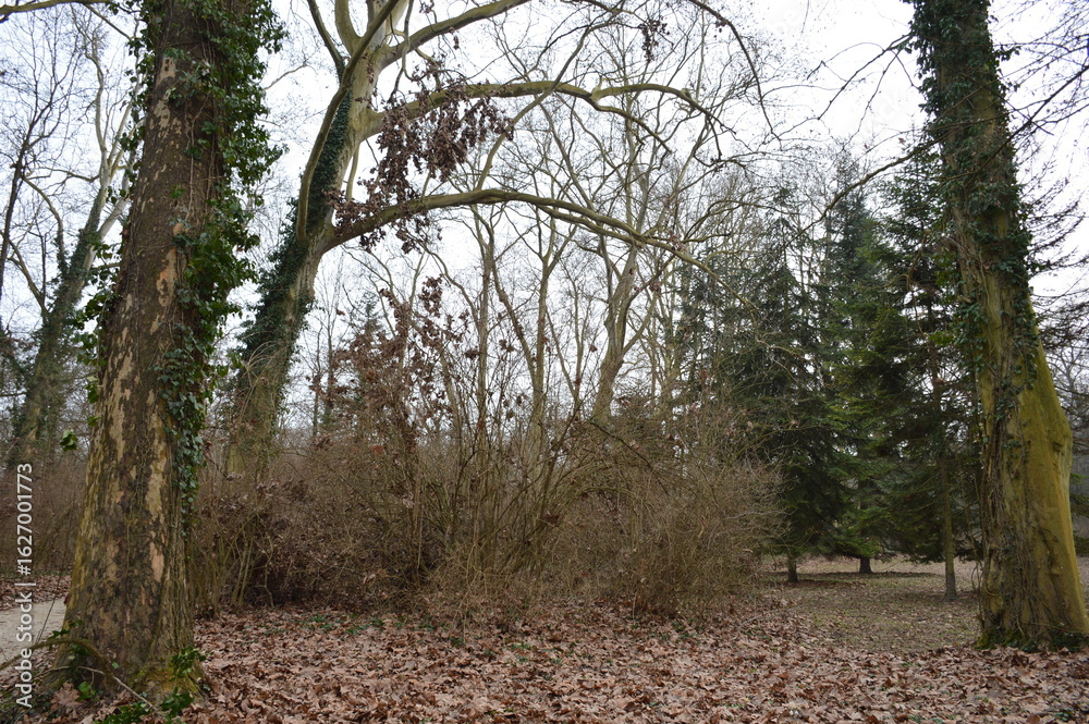 Naklejka premium trees in the forest