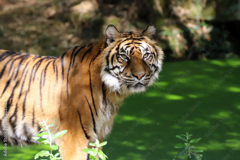 Obraz premium Regard du tigre de Sumatra