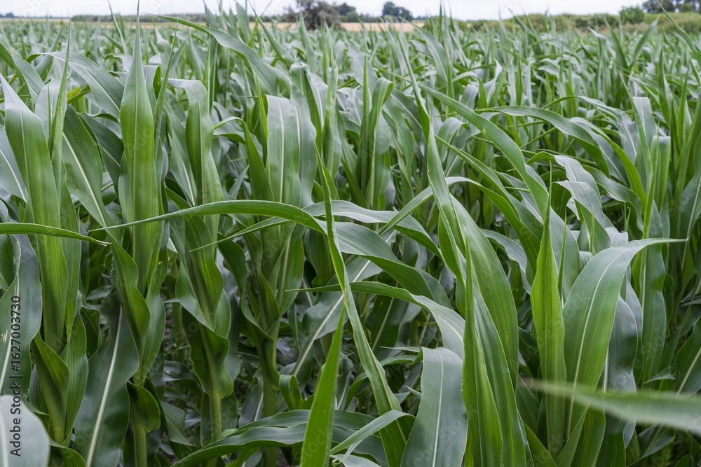 Fototapeta premium Cornfield with tall green plants under cloudy sky in summer