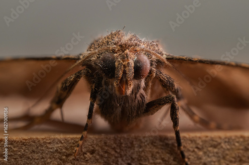 polilla - moth 