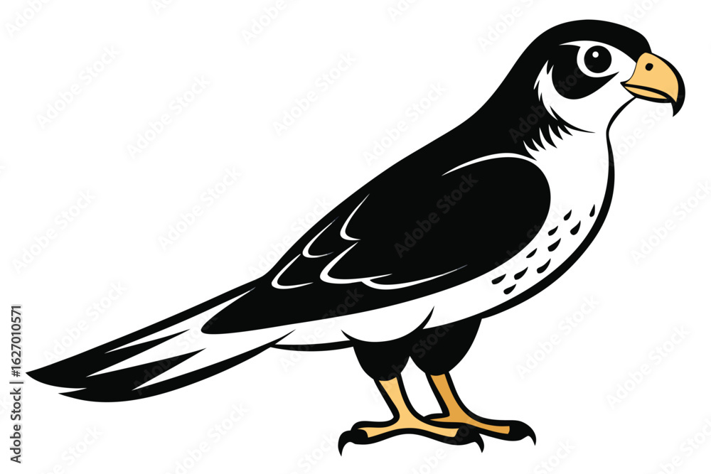 Fototapeta premium Illustration features a standing falcon, displaying its distinct black and white plumage