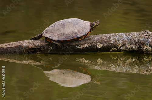Turtle reflection
