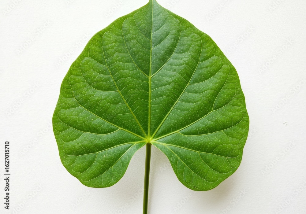 Fototapeta premium Vibrant Green Leaf with Detailed Veins on White Background