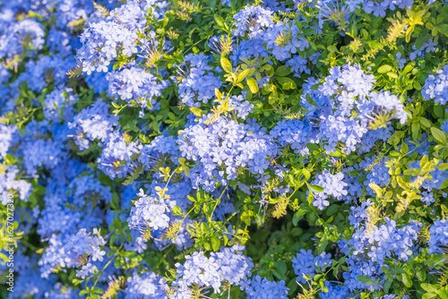 Obraz na plátne Dense patch of blooming plumbago flowers
