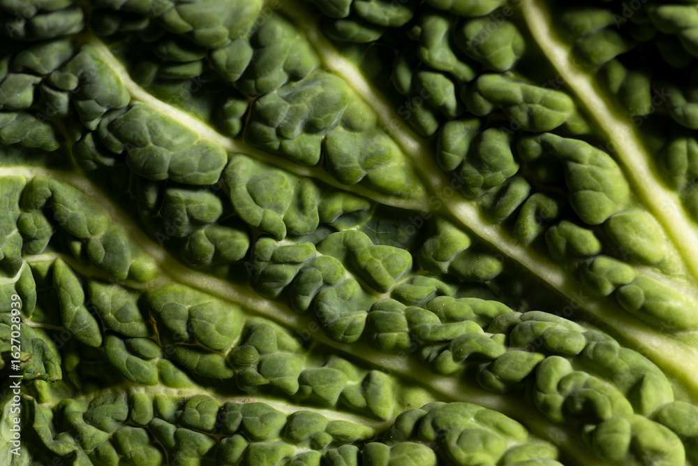 Obraz premium detalle y textura de hoja de repollo