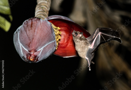 Nectar feeding bat in mid flight drinking from banana flower fruit at night in Angra dos Reis, Brazil. (Glossophaga soricina)


