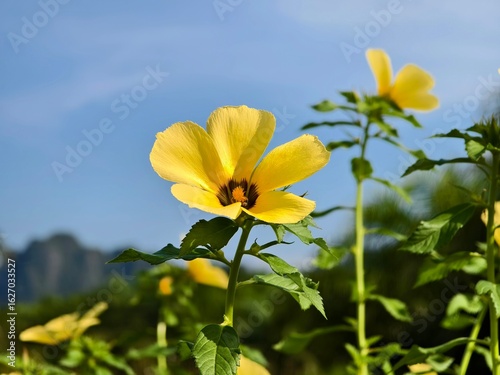damiana flowers against a blue sky background